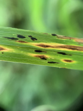 Гельминтоспориоз